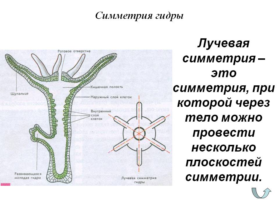 Kraken ссылка зеркало официальный