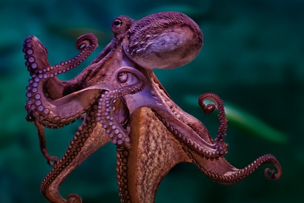 Кракен магазин kraken4am com