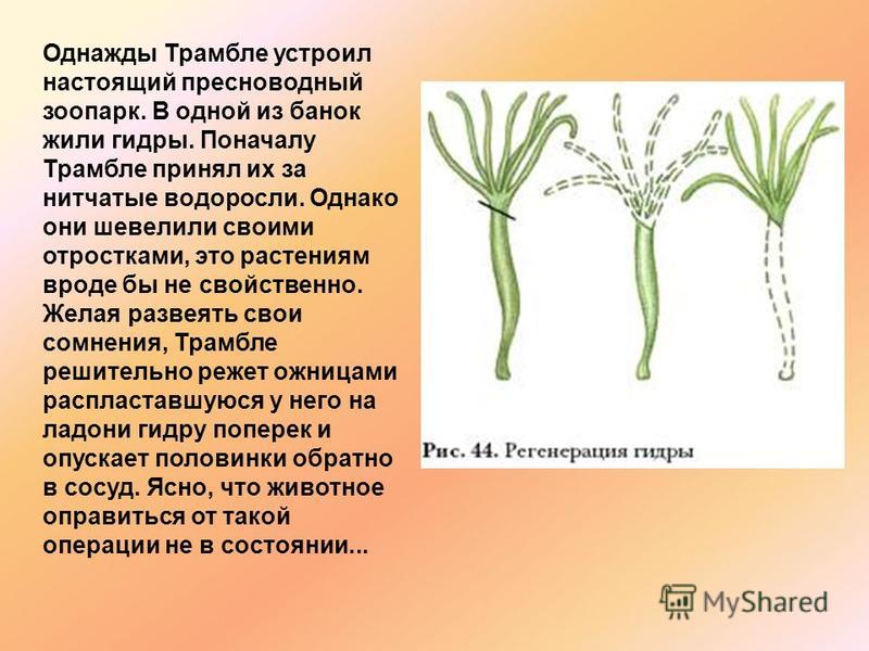 Кракен зеркало на тор